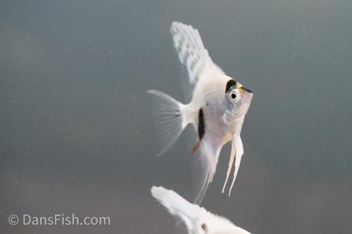 Platinum Marble Angelfish
