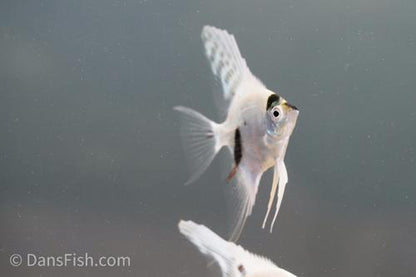 Platinum Marble Angelfish