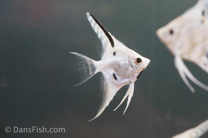 Platinum Marble Angelfish