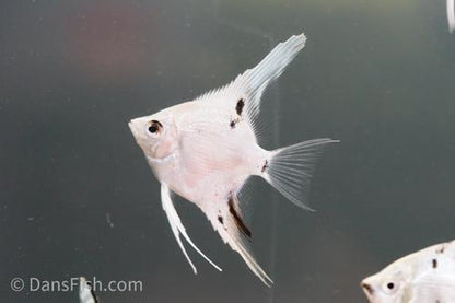 Platinum Marble Angelfish