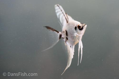 Platinum Marble Angelfish