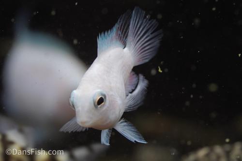 Platinum Parrot Cichlid