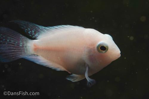 Platinum Parrot Cichlid