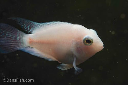 Platinum Parrot Cichlid