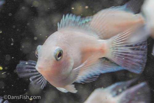 Platinum Parrot Cichlid