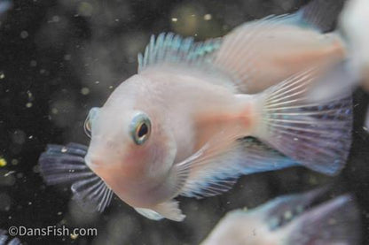 Platinum Parrot Cichlid
