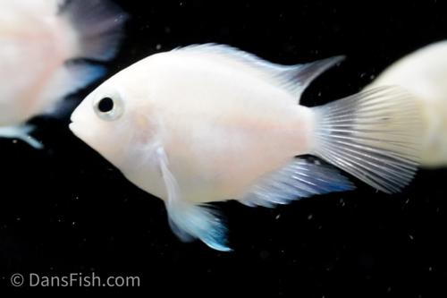 Platinum Parrot Cichlid