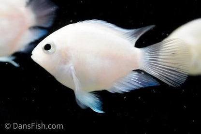 Platinum Parrot Cichlid