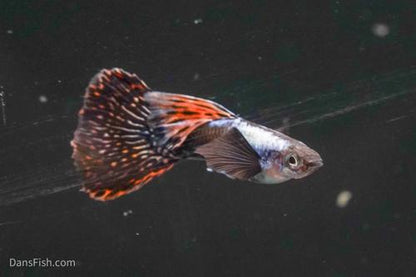 Platinum Red Mosaic Guppy, Male