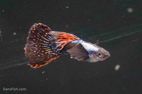 Platinum Red Mosaic Guppy, Male