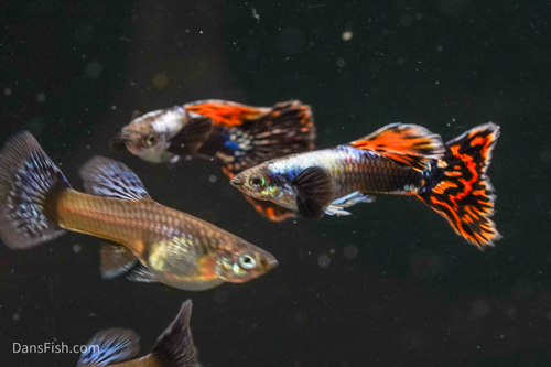 Platinum Red Mosaic Guppy, Male