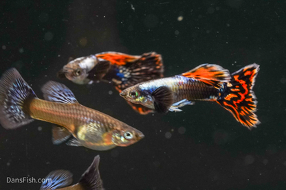 Platinum Red Mosaic Guppy, Male