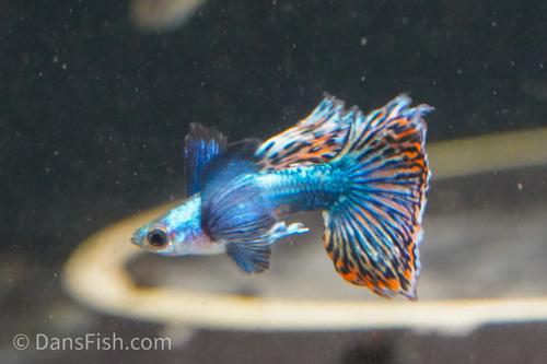 Platinum Red Mosaic Guppy, Male