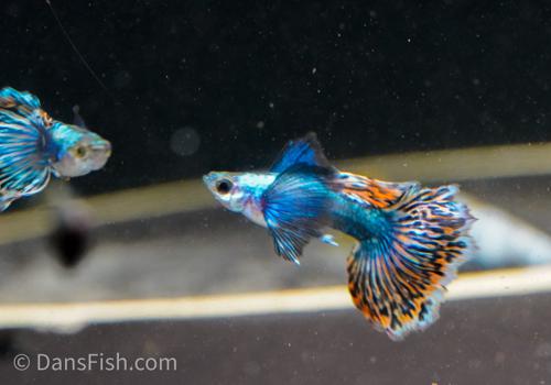 Platinum Red Mosaic Guppy, Male