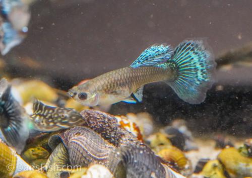 Platinum Red Mosaic Guppy, Male
