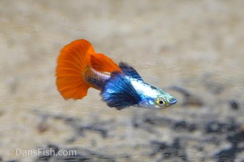 Platinum Redtail Dumbo Ear Guppy, Trio (1M2F)