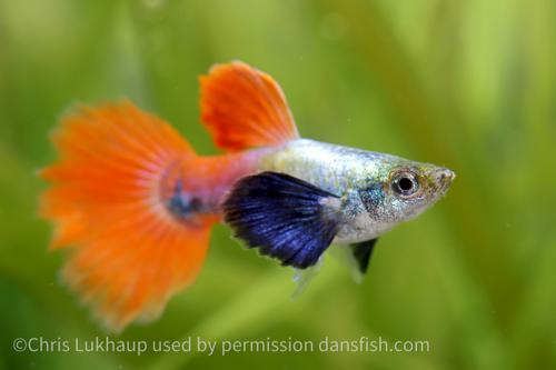 Platinum Redtail Dumbo Ear Guppy, Trio (1M2F)