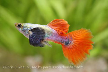 Platinum Redtail Dumbo Ear Guppy, Trio (1M2F)