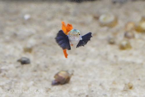 Platinum Redtail Dumbo Ear Guppy, Trio (1M2F)