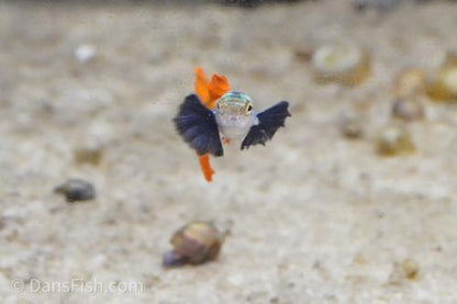 Platinum Redtail Dumbo Ear Guppy, Trio (1M2F)