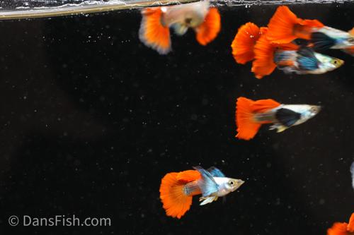 Platinum Redtail Dumbo Ear Guppy, Trio (1M2F)