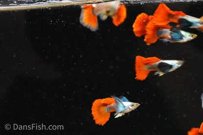 Platinum Redtail Dumbo Ear Guppy, Trio (1M2F)