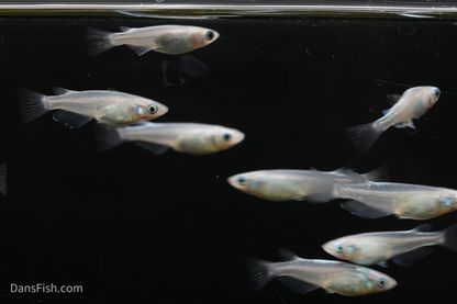 Platinum Ricefish