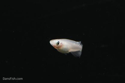 Platinum Ricefish