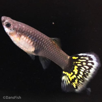 Platinum Yellow Tiger Guppy, Pair (1M1F)
