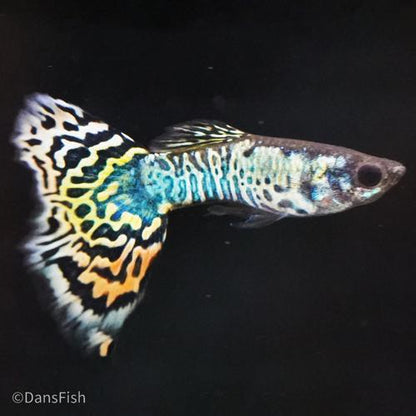 Platinum Yellow Tiger Guppy, Pair (1M1F)