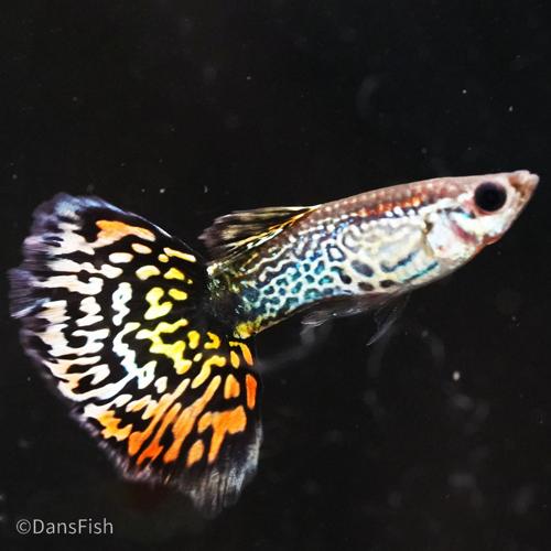 Platinum Yellow Tiger Guppy, Pair (1M1F)