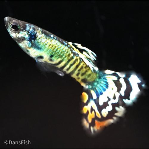 Platinum Yellow Tiger Guppy, Pair (1M1F)