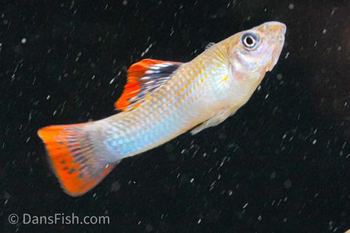 Poecilia gillii, Trio (1M2F)
