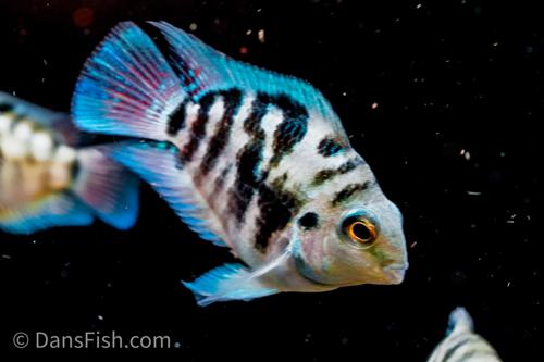 Polar Blue Parrot Cichlid