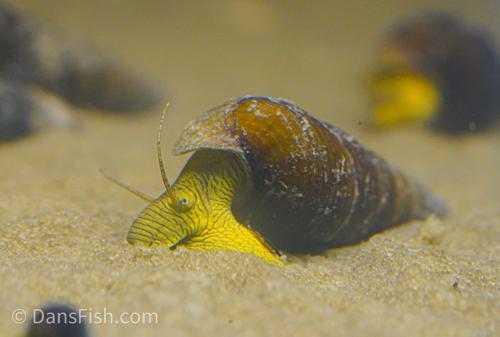 Poso Yellow Rabbit Snail, (3 pack)