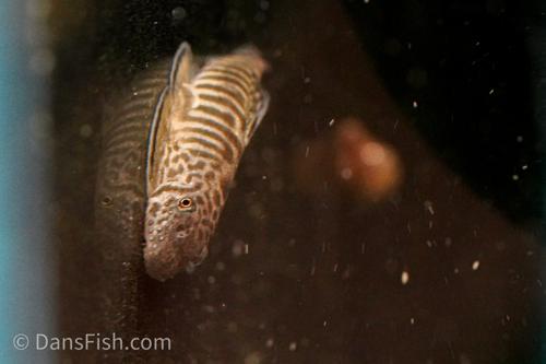 Barred Hillstream Loach