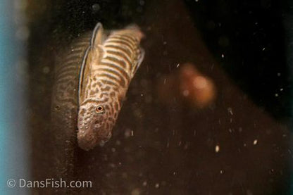 Barred Hillstream Loach