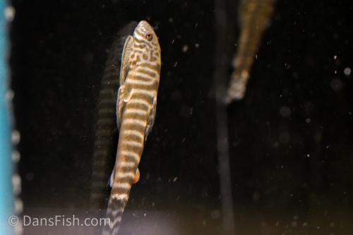 Barred Hillstream Loach