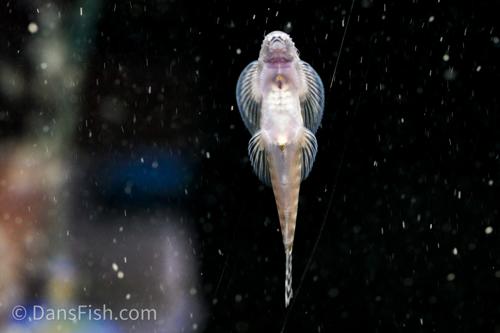 Barred Hillstream Loach