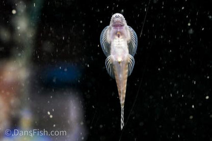 Barred Hillstream Loach