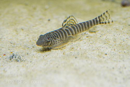 Barred Hillstream Loach