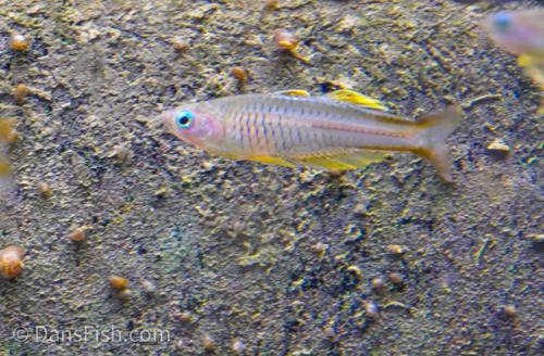 Pseudomugil ivantsoffi 'Timika'