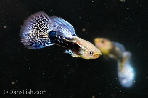 Purple Mosaic Guppy -Trio, Trio (1M2F)