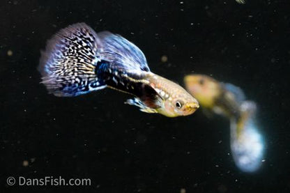 Purple Mosaic Guppy -Trio, Trio (1M2F)