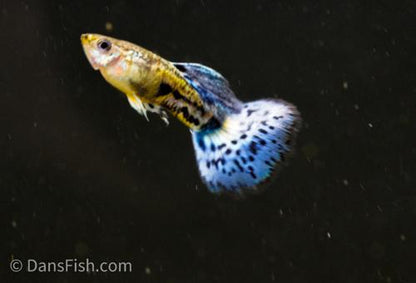 Purple Mosaic Guppy -Trio, Trio (1M2F)
