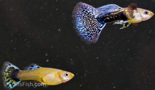 Purple Mosaic Guppy -Trio, Trio (1M2F)