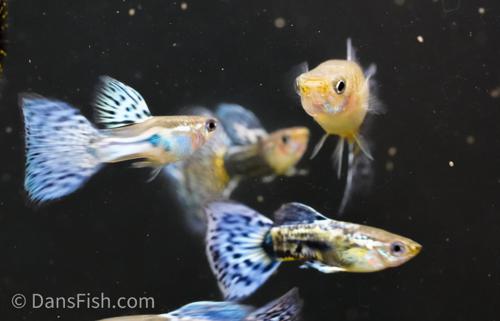 Purple Mosaic Guppy -Trio, Trio (1M2F)