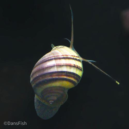 Purple Mystery Snail, (3 pack)
