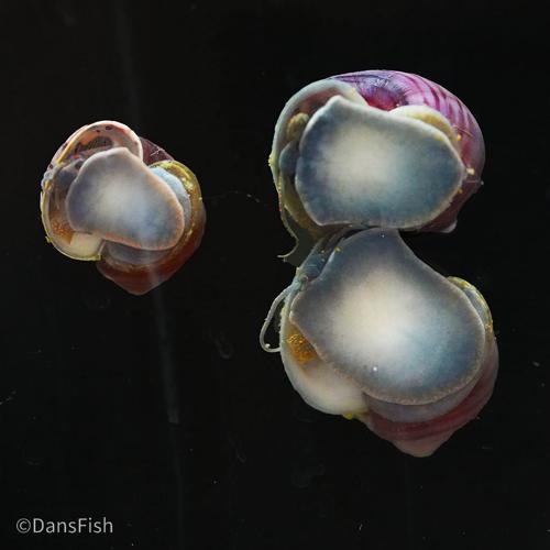Purple Mystery Snail, (3 pack)