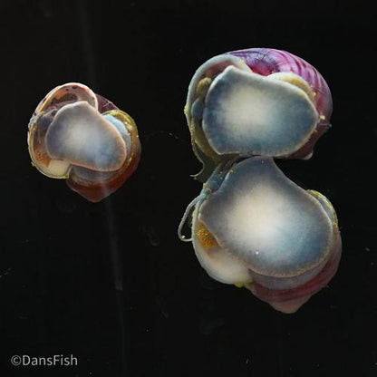 Purple Mystery Snail, (3 pack)
